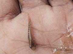 Aplocheilus lineatus