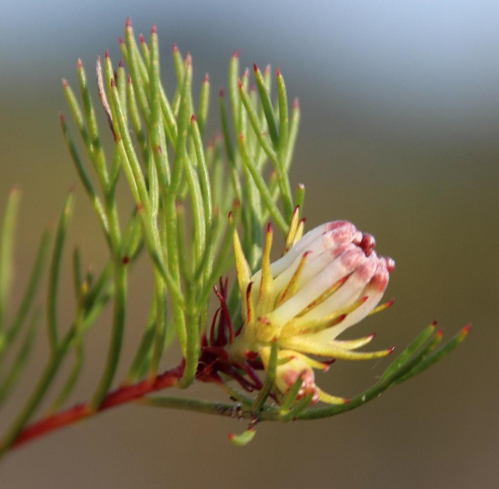 Agulhas Spiderhead