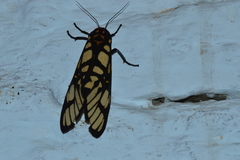 Aglaomorpha plagiata