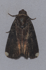 Callyna monoleuca