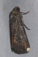 Callyna monoleuca