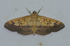 Syllepte sellalis
