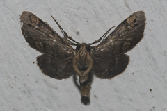 Coenodomus
