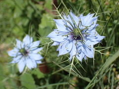 Nigella damascena
