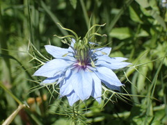 Nigella damascena