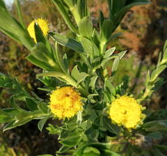 Schistostephium umbellatum