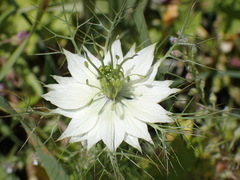 Nigella damascena