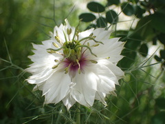 Nigella damascena