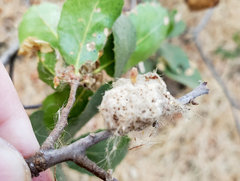 Lymantriinae