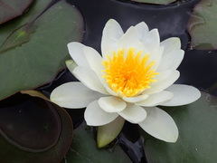 Nymphaea alba