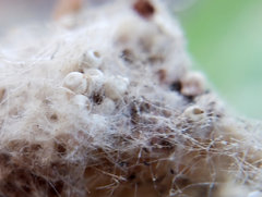 Lymantriinae