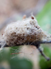 Lymantriinae