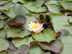 Nymphaea alba