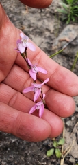Disa obliqua