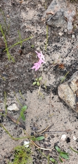 Disa obliqua