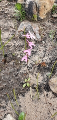 Disa obliqua