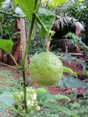 Passiflora edulis