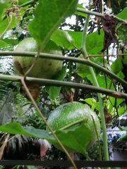 Passiflora edulis