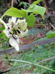 Passiflora edulis