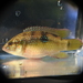 Rubricatochromis letourneuxi - Photo (c) JeffreyGammon, osa oikeuksista pidätetään (CC BY-NC), lähettänyt JeffreyGammon
