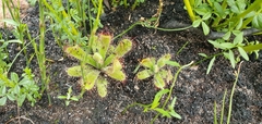 Drosera ericgreenii