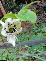 Passiflora edulis