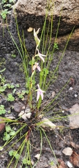 Disa obliqua