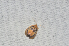 Trischalis subaurana