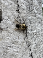 Bombus impatiens