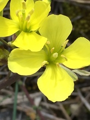 Brassica repanda