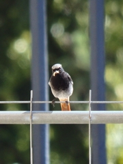 Phoenicurus ochruros