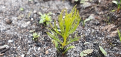Serruria florida