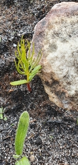 Serruria florida