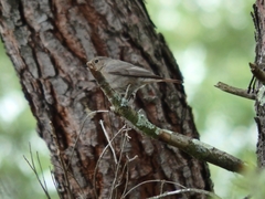 Phoenicurus ochruros