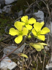 Brassica repanda