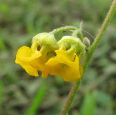 Hermannia althaeoides