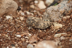 Leprus