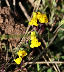 Linaria amethystea multipunctata
