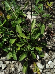 Globularia trichosantha