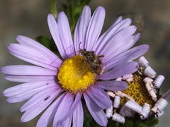 Stictopleurus scutellaris