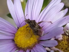 Stictopleurus scutellaris