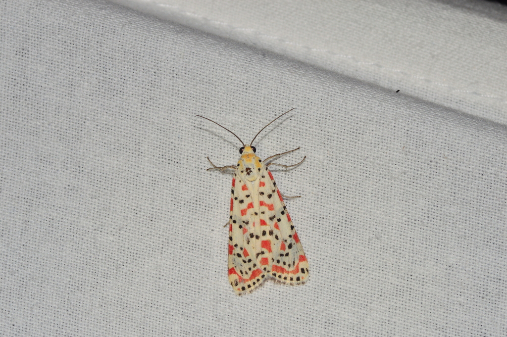 Utetheisa pulchelloides