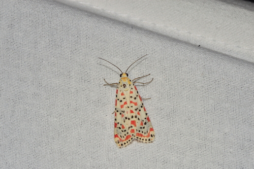 Utetheisa pulchelloides