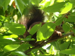 Sciurus vulgaris