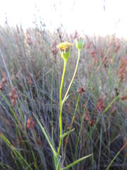 Othonna linearifolia