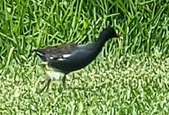 Gallinula galeata