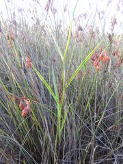 Othonna linearifolia