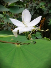 Bauhinia acuminata