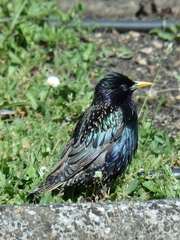Sturnus vulgaris