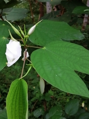 Bauhinia acuminata